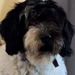 Roxy - Portuguese Water Dog