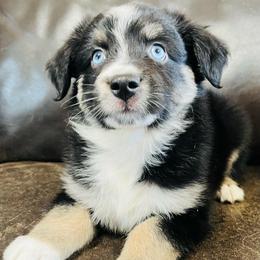 Daisy - Black tri female Miniature Australian Shepherd puppy in Sulphur, Oklahoma from Barnyard Aussies