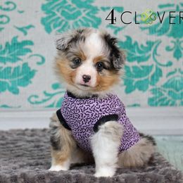 Basset Fauve de Bretagne and Miniature American Shepherd Puppies from 4 Clovers Kennel