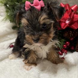 Pink - Black and tan female Yorkshire Terrier puppy in Lexington, North Carolina from Silver Valley Yorkies