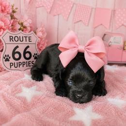 Channel - Black female Shihpoo puppy in Delphos, Ohio from Route 66 Puppies