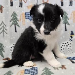 Girls - Tri-color female Border Collie puppy in Pennsylvania from Winter Creek Border Collies