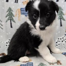 Girls - Tri-color female Border Collie puppy in Pennsylvania from Winter Creek Border Collies