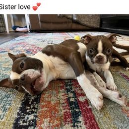 Boston Terrier All Grown Up from Jamie's Boston Terrier Babies