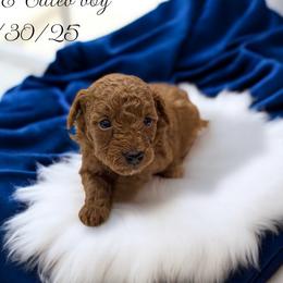 Poodle Puppies from KC Poodles of PA
