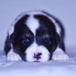 Mariposa - Black tri-color female Australian Shepherd puppy in Easton, Missouri from MMA Kennel