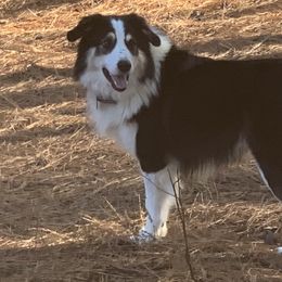 English Shepherds from Goodwin Heritage Homestead