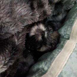 Shih Tzu Puppies from We Shih Tzu Not!