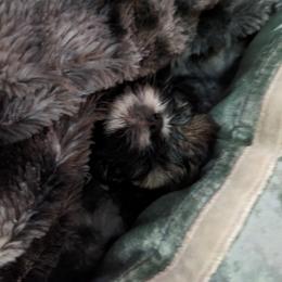 Shih Tzu Puppies from We Shih Tzu Not!