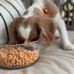 Cavalier King Charles Spaniel Puppies from Colorful Cavaliers