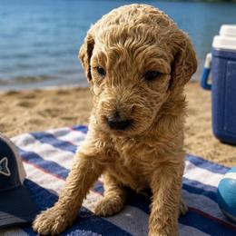 ERNIE - Apricot male Poodle puppy in Thornton, Colorado from Shandy Poodle