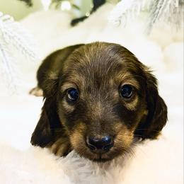 Pecan 3500 - Cream male Dachshund puppy in Sylvania, Alabama from Yancey’s Doxies