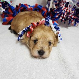 Havanese and Shih Tzu Puppies from Locust Creek Shih Tzu & Havanese
