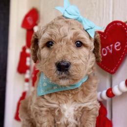 California blue  girl - Cream female Whoodle puppy in Smallett, Missouri from Leshas Whoodles