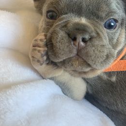 French Bulldog Puppies from Andrea's French Bulldogs