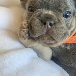 French Bulldog Puppies from Andrea's French Bulldogs