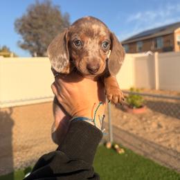 Lucy - Fawn (isabella) and cream female Dachshund puppy in Victorville, California from Wirz’s Weens