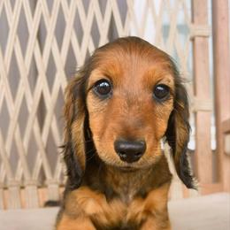 Zarra 3200 - Red female Dachshund puppy in Sylvania, Alabama from Yancey’s Doxies