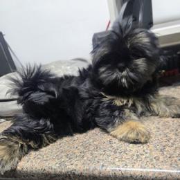 Girl 2 - Black and tan female Shih Tzu puppy in Houston, Texas from Shih Tzu Houston