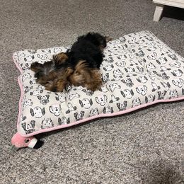 Yorkshire Terrier Puppies from Port City Yorkies LLC