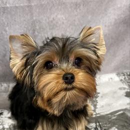 Boy - Black and tan male Yorkshire Terrier puppy in San Diego, Temecula, Ontario, California from Yorkie & Maltese Royalty