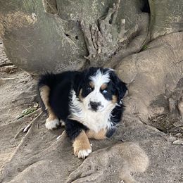 Australian Shepherd and French Bulldog Puppies from Skinner Hill Farm