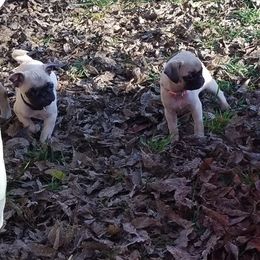 Pug Puppies from My princess pugs