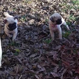 Pug Puppies from My princess pugs