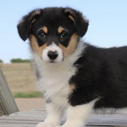Nat. Bobtail AKC Ben - Black and tan Pembroke Welsh Corgi puppy in Lorraine, Kansas from Lazy N Ranch