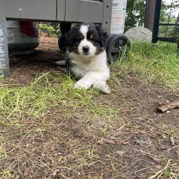 Australian Shepherd Puppies from Wild Atlantic  Aussies