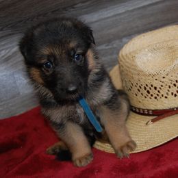 Blue - Black and tan male German Shepherd puppy in San Antonio, Texas from Von Arc German Shepherds