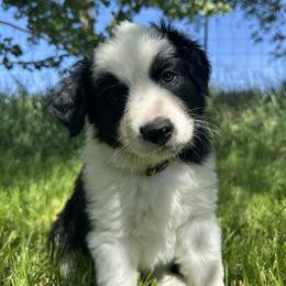 English Shepherd Puppies from Organic Heritage English Shepherds