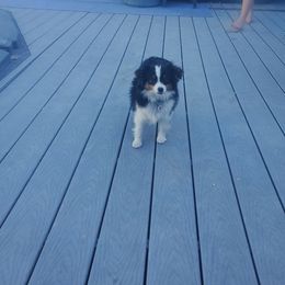 Jilly Bean - Toy Australian Shepherd