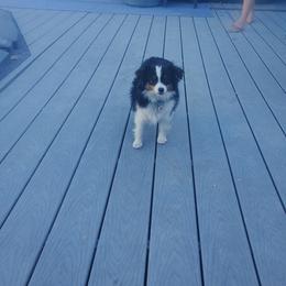 Jilly Bean - Toy Australian Shepherd