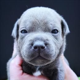 Colosseum - Blue male Staffordshire Bull Terrier puppy in Dallas, Texas from Wild Blue Staffords