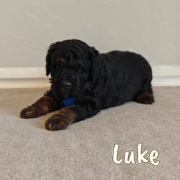 Luke - Phantom male Bernedoodle puppy in Guthrie, Oklahoma from Edmond Doodles, LLC