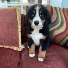 Tan Collar - Black rust and white female Bernese Mountain Dog puppy in Comer, Georgia from Water Oak Farm
