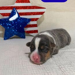 Blue - Black and tan male American Corgi puppy in Midland, Texas from Desert Darlin’ Corgis
