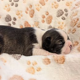 Rorshack - Black brindle and white female Boston Terrier puppy in Molalla, Oregon from Mickie's Boston Terriers
