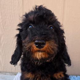 Mr. Yellow - Black phantom male Aussiedoodle puppy in Dolan Springs, Arizona from High Desert Companions