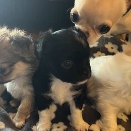 Chihuahuas from Life of Riley's AKC Chihuahuas