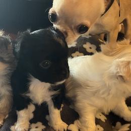 Chihuahuas from Life of Riley's AKC Chihuahuas