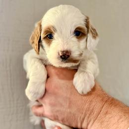 Pink Girl - Parti female Goldendoodle puppy in Philadelphia, Mississippi from Oakie Doodles