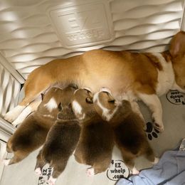 Pembroke Welsh Corgi Puppies from Swezey Pembroke Welsh Corgis