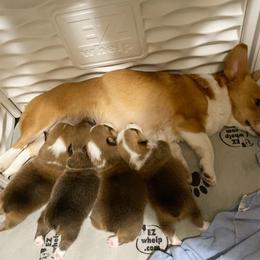 Pembroke Welsh Corgi Puppies from Swezey Pembroke Welsh Corgis