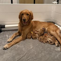 Golden Retriever puppies from Roepke Golden Retrievers