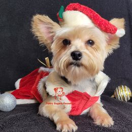 Charlie - Yorkshire Terrier