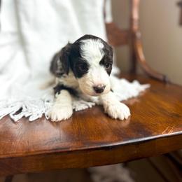 Be Mine - female Australian Mountain Doodle puppy in Iowa from Burkhart Family Puppies