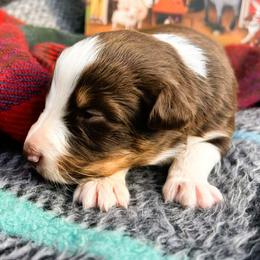 Julia - Red tri-color female Australian Shepherd puppy in Boise, Idaho from Black Canyon Corral Aussies
