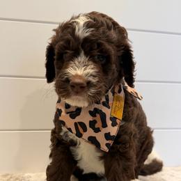 Yellow Collar Girl - Brown and white female Bernedoodle puppy in San Augustine, Texas from Vintage Doodles